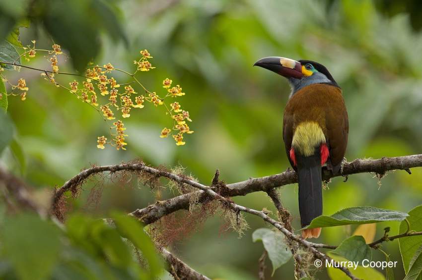 La Corte Constitucional podría salvar la reserva financiada por el gobierno australiano en Ecuador de la minería