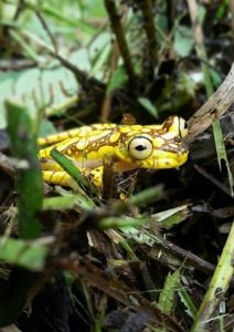 UNESCO Biosphere Reserve threatened by BHP, SolGold and other miners