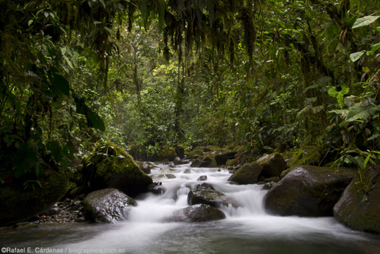 Win for Los Cedros Reserve could impact mining concessions across Ecuador