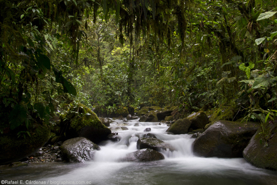 La victoria de la Reserva Los Cedros podría afectar las concesiones mineras en todo Ecuador